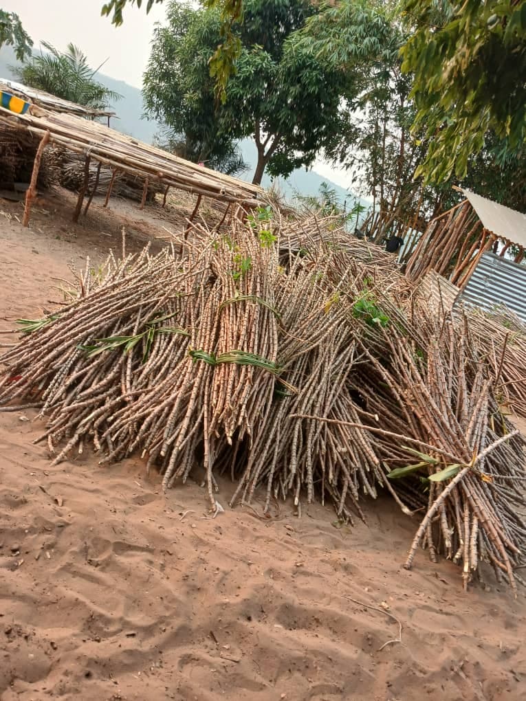 Fourniture des boutures de manioc