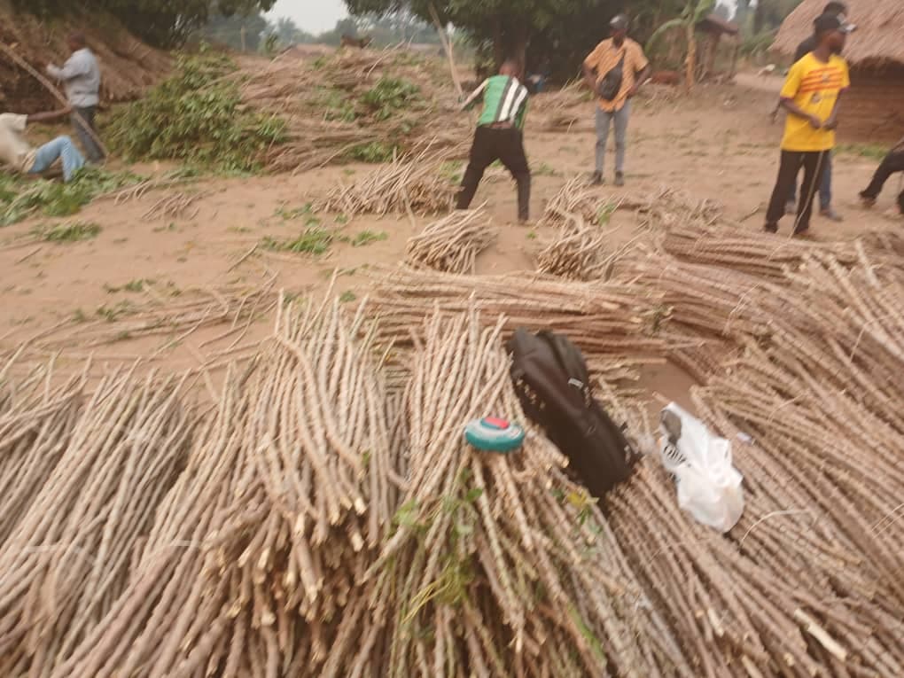Fourniture des boutures de manioc - Image 2