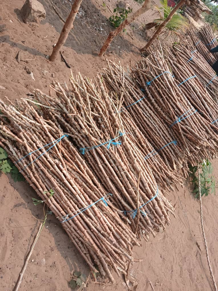 Fourniture des boutures de manioc - Image 3