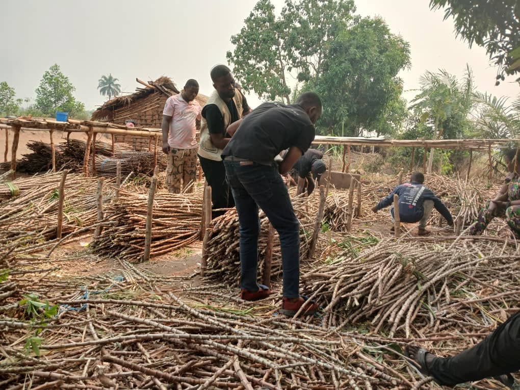 Fourniture des boutures de manioc - Image 4