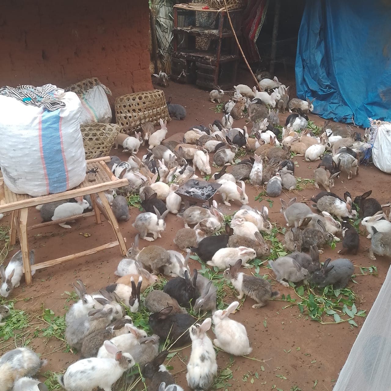 Fourniture de géniteurs (cobayes) - Image 1