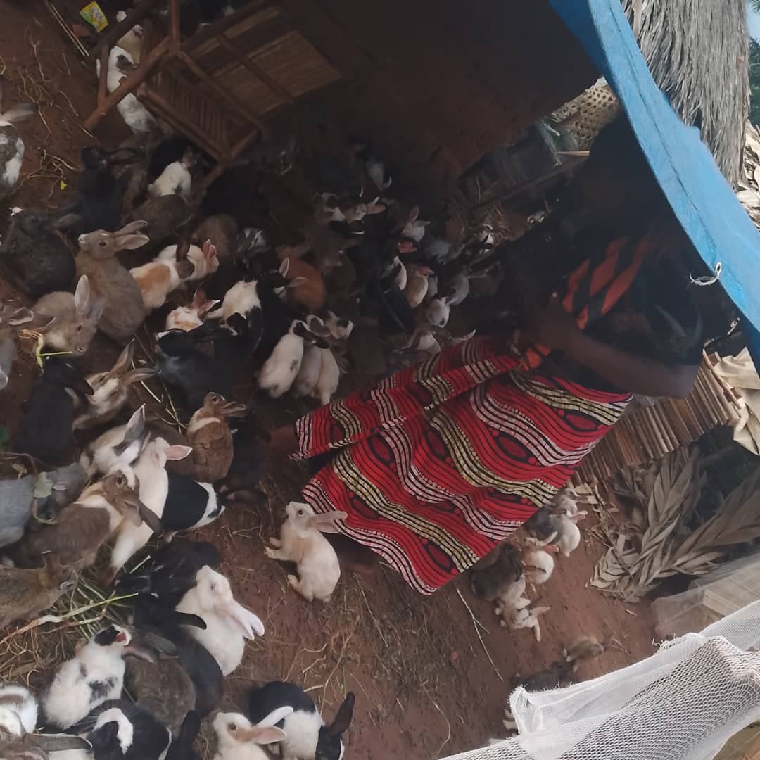 Fourniture de géniteurs (cobayes) - Image 2