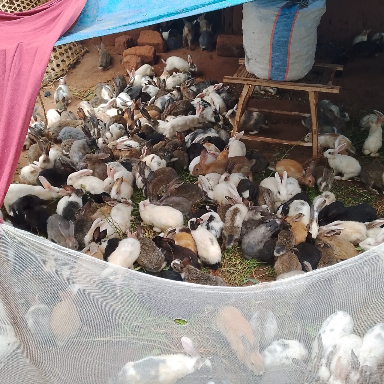 Fourniture de géniteurs (cobayes) - Image 3