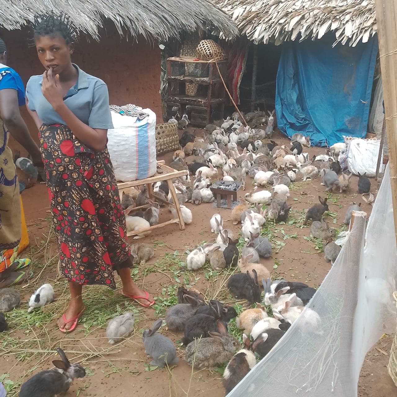 Fourniture de géniteurs (cobayes) - Image 4