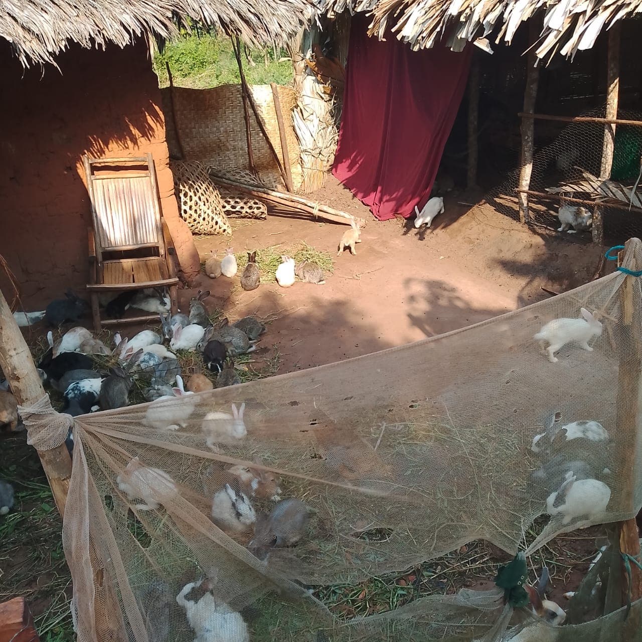 Fourniture de géniteurs (cobayes) - Image 5