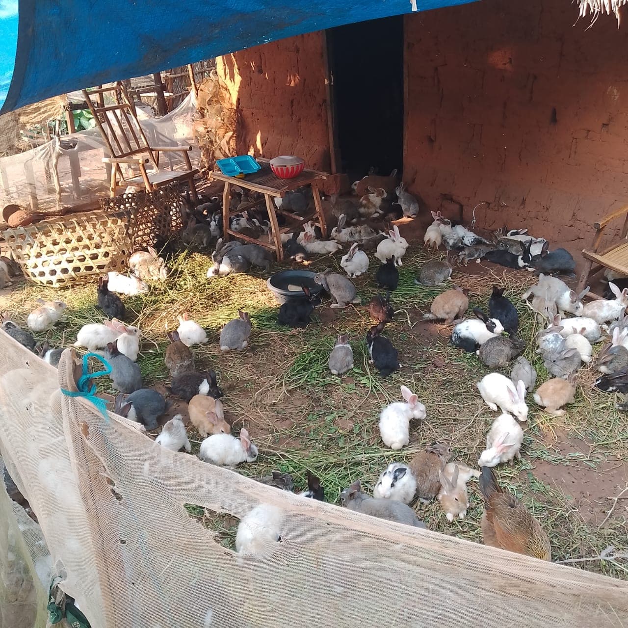 Fourniture de géniteurs (cobayes) - Image 6