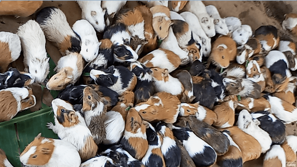 Fourniture de betails, semences et outils aratoires - Image 1